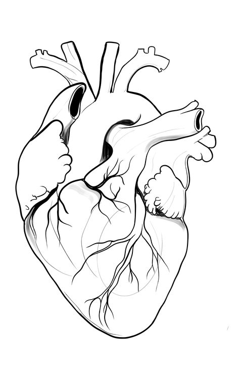 Heart Drawing Anatomical, Human Heart Drawing Tutorial, Human Heart Black And White, Anatomical Heart Stencil, Atomically Accurate Heart, Anatomical Heart Clipart, Atomically Heart Drawing, Realistic Heart Drawing Easy, Anatomical Heart Drawing Simple