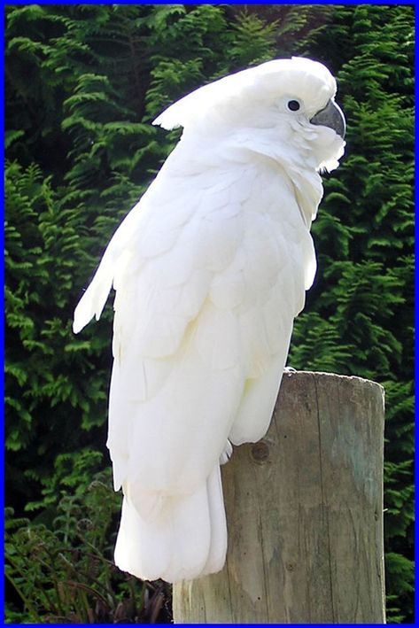 I also really want this bird. Large, white and affectionate Umbrella Cockatoo. Galah Cockatoo, White Cockatoo, Bird Sitting, Albino Animals, Most Beautiful Birds, Kinds Of Birds, Australian Birds, Bird Pictures, Exotic Birds