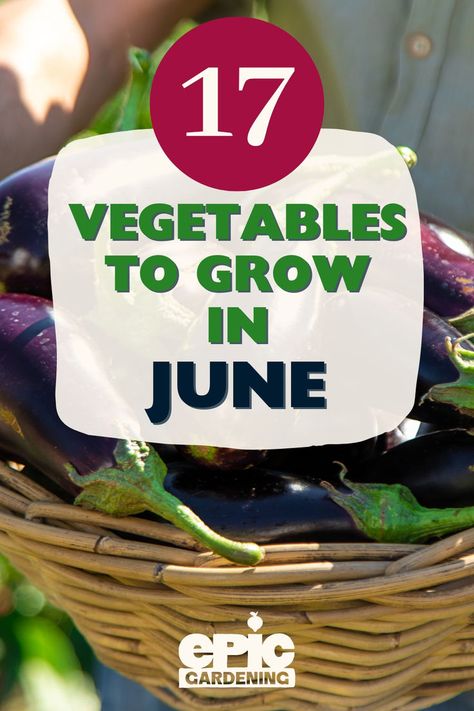 Close up of a woman carrying a basket full of eggplants Vegetables To Plant, Plant Vegetables, Come Here, Prime Time, Too Late, Warm Weather, To Grow