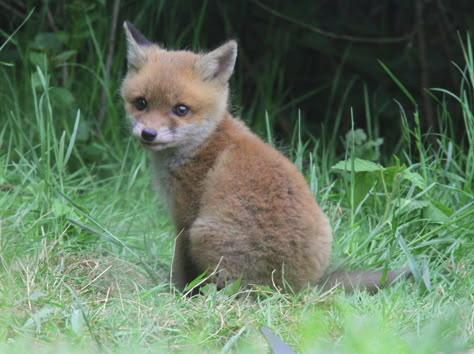 Baby Foxes, Fox Pups, Young Fox, Cute Foxes, Fox Pictures, Rare Animals, Made Me Smile, Wild Dogs, Baby Fox