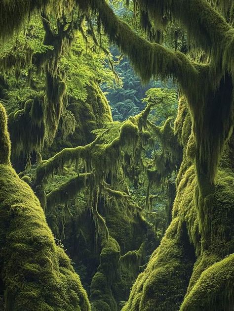 Hoh Rainforest Washington, Sapphic Wedding, Idaho Road Trip, Hoh Rainforest, Western Washington, Oregon Washington, Olympic National Park, High Fantasy, Fantasy Landscape