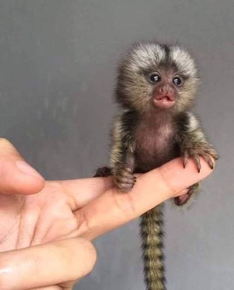 Cute Sloth Pictures, Get Rid Of Squirrels, Find Your Spirit Animal, Pygmy Marmoset, Finger Monkey, Marmoset Monkey, Small Monkey, Baby Skunks, Your Spirit Animal