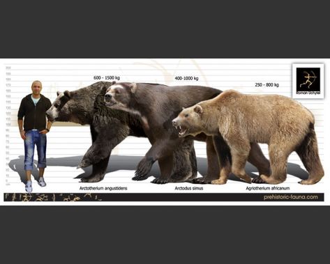 Short Faced Bear, Prehistoric Wildlife, Prehistoric World, Wooly Mammoth, Ancient Animals, Paleo Art, Extinct Animals, Dinosaur Art, Prehistoric Creatures