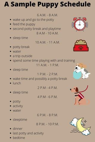 a sample puppy schedule Dog Food Schedule, New Puppy Area Ideas, Potty Training Puppy Schedule, Dog Routine Schedules, Puppy Routine Schedule, Puppy Training Schedule By Age, New Puppy Schedule, Puppy Shot Schedule, New Puppy Tips