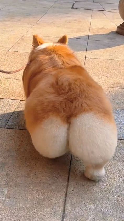 Funny Animal Clips, Baby Corgi, Funny Puppies, Puppy Funny, Cute Corgi Puppy, Fat Dogs, Funny Corgi, Corgi Puppies, Corgi Pictures