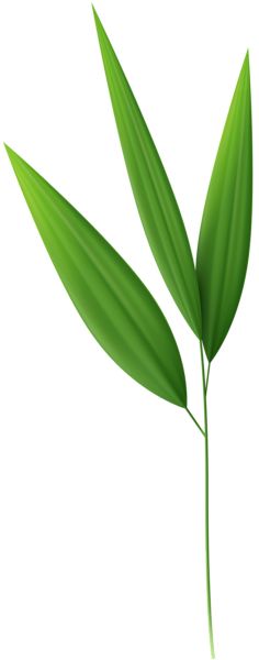 Bamboo Leaf Drawing, Bamboo Leaves Drawing, Bamboo Species, Printable Leaves, Leaves Png, Bamboo Leaf, Leaf Clipart, Leaf Painting, Board Display