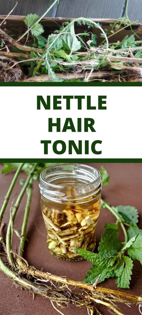 nettle root extract, nettle tincture, nettle remedies, hair grow Stinging Nettle Recipes, Stinging Nettle Benefits, Nettle Benefits, Herbal Bath Recipes, Nettle Tincture, Medicinal Recipes, Nettle Recipes, Beeswax Recipes, Tinctures Recipes