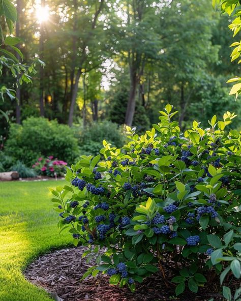 Blueberry Garden, Blueberry Tree, Blueberry Gardening, Growing Blueberries, Fruit Bushes, Bush Garden, Berry Garden, Blueberry Plant, Acid Loving Plants