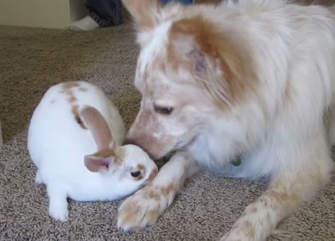 Puppy And Bunny, Rex Bunny, Dog And Bunny, Dog And Rabbit, 2 Puppies, Dog Couple, Adorable Bunnies, Dog Meet, Love Bugs