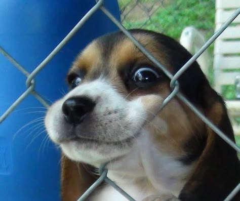 Beagle Pups, Pocket Beagle, Puppy Obedience Training, Positive Dog Training, Basic Dog Training, Cute Beagles, Pet Dogs Puppies, Best Dog Training, Beagle Puppy