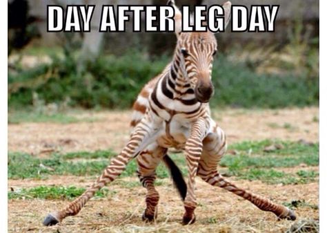 I get so sore that I can't walk. Leg Day problems! Gym Humour, Humour, Gym Memes, Leg Day Memes, After Leg Day, Fitness Memes, Haha So True, Paleo Lifestyle, Workout Memes