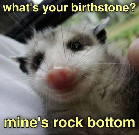 Throw me a rope Awesome Possum, Funny Animal Jokes, 웃긴 사진, Cute Memes, Funny Reaction Pictures, Animal Jokes, What’s Going On, Really Funny Pictures, Animal Memes