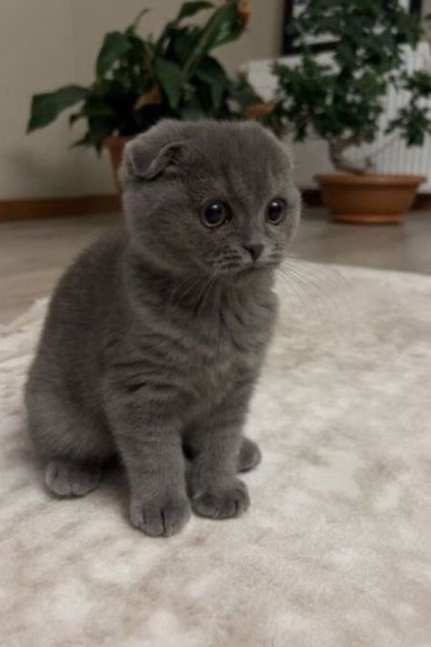 My selection of very cute animals, subscribe so as not to miss new pins💜 Grey Munchkin Cat, Gray Scottish Fold Cat, Scottish Fold Kitten Grey, Scottish Fold Cat Aesthetic, Scottish Fold Cat Grey, Munchkin Cat Scottish Fold, Grey Cat Breeds, Scottish Fold Kitten, Scottish Fold Kittens