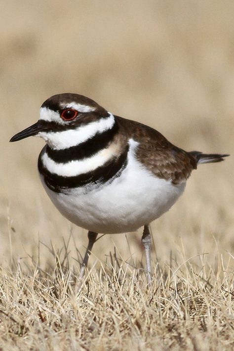 Charadrius vociferus, Killdeer. Large plover found throughout North America in coastal wetlands and beach habitats. Its breeding grounds are generally open fields with short vegetation. It feeds on insects, although other invertebrates and seeds are eaten. It forages almost exclusively in fields, especially those with short vegetation and with cattle and standing water. Can be very vocal; listen for loud namesake “kill-deer” call. Killdeer Bird, Coastal Wetlands, Deer Calls, Carving Patterns, Wood Carving Patterns, Favorite Animals, Water Can, Bird Art, Wood Carving