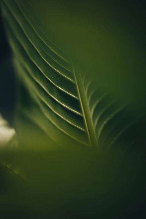 green leaf in close up photography photo – Free Green Image on Unsplash Green Images, Green Resort, Nature Images Hd, Plant Clips, Red Plants, Green Pictures, Leaf Plant, Leaf Texture, Plant Photography