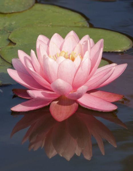 Pink Water Lily, Side Angle, Pink Water, Water Lily, Lily, Water, Green, Pink