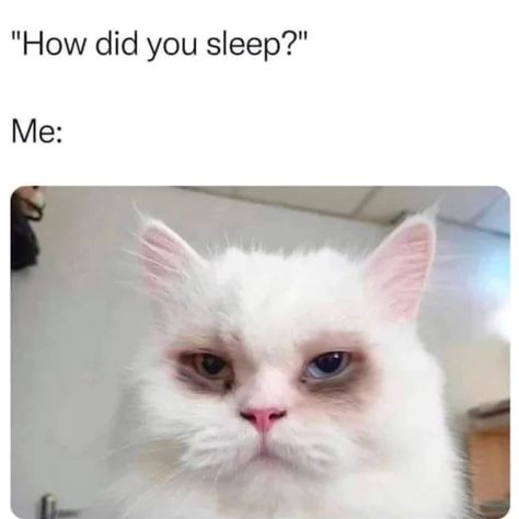 Very epyyy😪 #sleep #sleeping #sleepingcat #funnymemes #funny #funnyvideos #memesdaily #memepage Sleep Meme, We Can Dance, Cheezburger Cat, No Lie, Love My Best Friend, Cats Memes, Parenting Fail, Funny Times, I'm Just A Girl