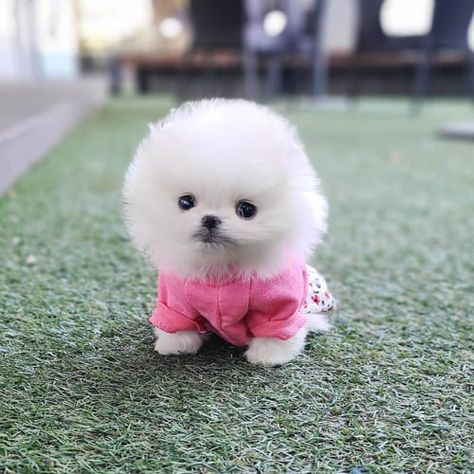 15 Dog Breeds That Look Like Puppies Forever 12 Cute Small White Fluffy Dogs, Small Puppies Breeds, Toy Dogs Breeds, Small Breed Puppies, Small Dogs For Sale Near Me, Tiny Dogs Breeds That Stay Small, Little Dogs That Stay Small, Small Puppy Breeds, Cute Small Dog Breeds