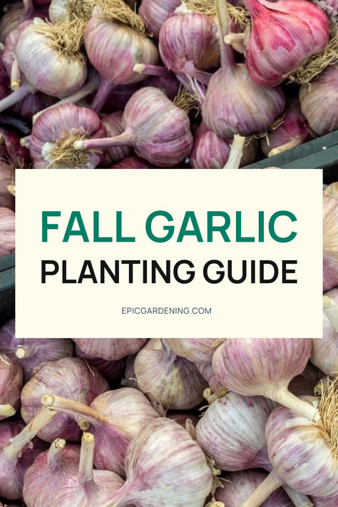 Many home gardeners choose to plant garlic as a fall crop for several reasons. Garlic is easy to grow, and depending on the climate, it can grow well into the winter. Unlike most vegetables, this spicy allium is planted in the fall and harvested the following summer. If you're unsure about the best time to plant garlic, it's important to consider your hardiness zone. To learn more about planting garlic based on your USDA hardiness zone, check out our comprehensive growing guide! Garlic Planting Zone 5, Fall Garlic Planting, When Do You Plant Garlic, When To Plant Garlic In Zone 6, How Deep To Plant Garlic, When To Plant Garlic Bulbs, What To Plant With Garlic, Plant Garlic From Clove, How To Plant Garlic In The Fall