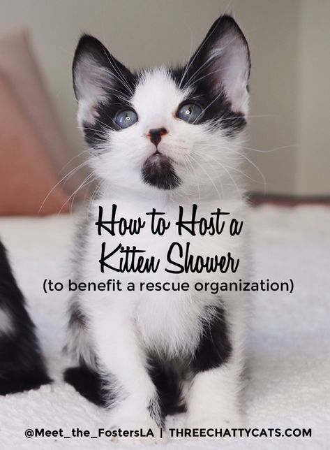 Kitty Shower Ideas, Cat Rescue Fundraising Ideas, Kitten Foster Room Ideas, Kitten Nursery Ideas, Cat Fundraising Ideas, Kitten Shower Ideas, Foster Kitten Room Ideas, Cat Rescue Fundraiser Ideas, Cat Rescue Ideas