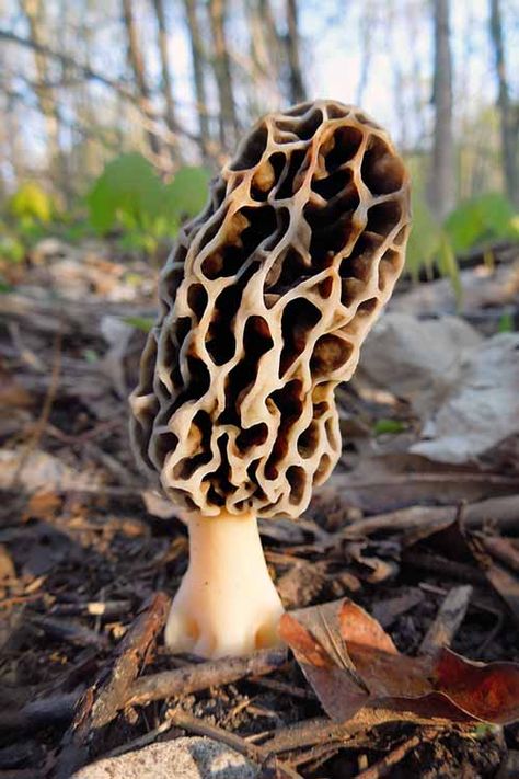 Photos Of Mushrooms, Mushroom Images Pictures, Mushrooms Pictures, Pictures Of Mushrooms, Cool Mushrooms, Spooky Mushrooms, Moral Mushrooms, Mushroom Reference, Mushrooms Real