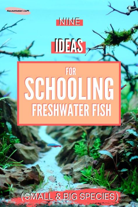 Schooling Fish Aquarium, Freshwater Community Tank, Community Tank Freshwater, Best Aquarium Fish, Schooling Fish, Community Tanks, Fresh Water Fish Tank, Fishing For Beginners, Freshwater Aquarium Fish