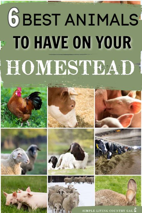 Best Animals For Homestead, Farm Animal Ideas, Farm Animals For Beginners, Best Farm Animals, Animals For Homesteading, Starting A Ranch, Homestead Animals For Beginners, Raising Cows, How To Start A Farm