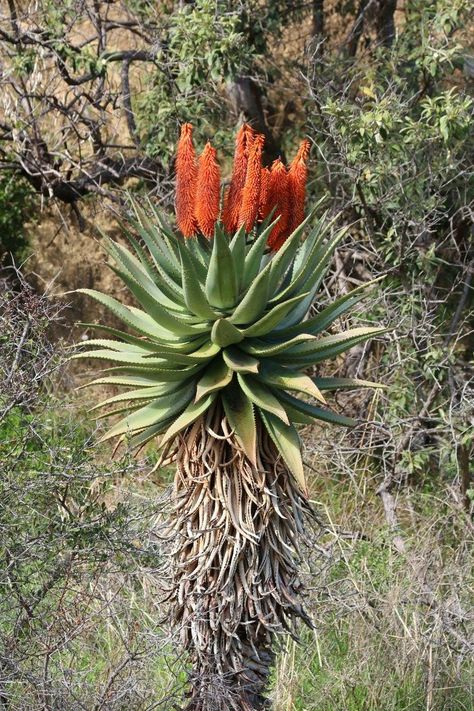 Desert Plants Landscaping, Enchanted Tree, African Plants, Flowers Cross Stitch, Artwork Ideas, Landscape Art Painting, Desert Plants, Desert Landscaping, Zimbabwe