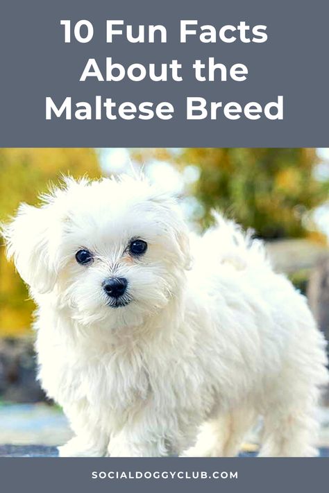 maltese dog Maltese Dog For Sale, Personality List, Maltese Breed, 10 Fun Facts, Some Interesting Facts, Best Dog Food, Maltese Dogs, Dog Info, Dog Sweaters