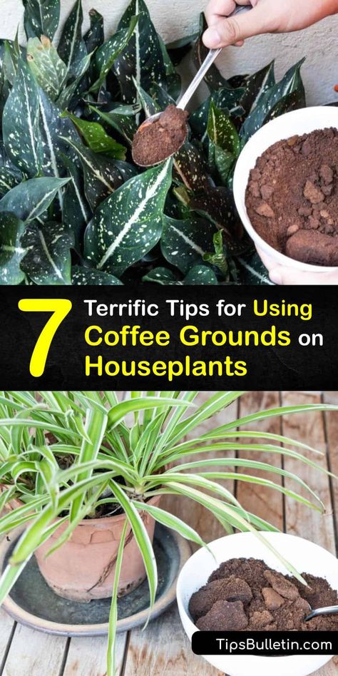 Discover ways to use fresh or leftover coffee grounds to fertilize indoor plants and promote healthy plant growth. Use grounds to amend the soil of a houseplant or feed an indoor plant with a liquid fertilizer to give your plant a boost of nutrients. #coffee #grounds #houseplants Best Plant Food For House Plants, Diy Plant Food For Indoor Plants, House Plant Tips And Tricks, Coffee Loving Plants, Natural Plant Food For Indoor Plants, Diy Indoor Plant Food, Indoor Plants Fertilizer, House Plant Fertilizer Diy, Best Potting Mix For Indoor Plants