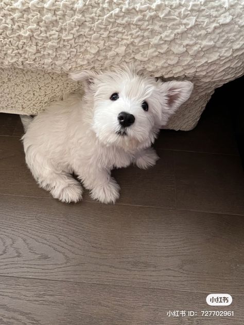 Westy Dogs, Baby Animals Cute, Wholesome Dog, Westie Puppies, Little Animals, Very Cute Dogs, Westie Dogs, Really Cute Dogs, Animals Cute