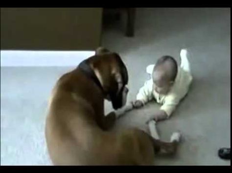 Boxer holds baby's hand affectionately Boxer And Baby, Boxer (dog), Crazy Dog Lady, Crawling Baby, Kinds Of Dogs, Holding Baby, Hand Watch, Baby Hands, Make Friends