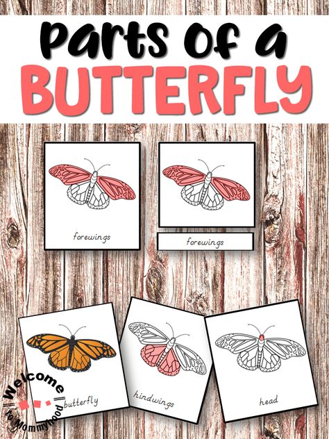 Use these beautiful cards to teach about the parts of a butterfly! Parts Of Butterfly, Parts Of A Butterfly, Insect Unit Study, Butterfly Activities, Montessori Culture, Butterfly Study, Insects Kindergarten, Insect Study, Montessori Work