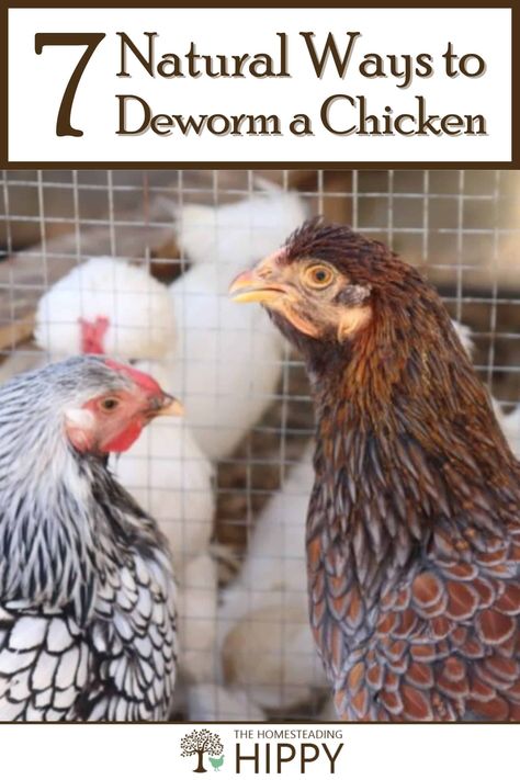 How To Worm Chickens, Off Grid Chicken Coop, What Do Chickens Like To Eat, How To Keep Chickens Healthy, How To Deworm Chickens, Natural Dewormer For Chickens, Natural Chicken Dewormer, Things For Chickens, Spices For Chickens To Eat