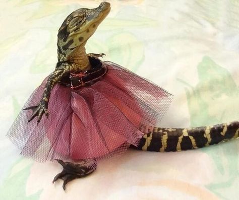 Princess Croco Baby Alligator, Cute Reptiles, Clean Memes, Silly Animals, Crocodiles, Reptiles And Amphibians, Amphibians, Reptiles, Alligator