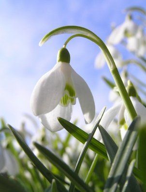 The Eternal Veracity of Hope | CCCooperAgency's Blog Snow Drops Flowers, January Flower, Snowdrop Flower, January Birth Flowers, Snow Drops, Moon Garden, Language Of Flowers, White Gardens, Birth Month Flowers