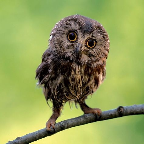 Saw Whet Owl, Owl Pictures, Beautiful Owl, Snowy Owl, Baby Owls, Owl Art, Barn Owl, Cute Owl, Animal Photo