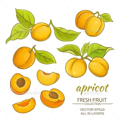 Fruits Vector, Fruit Doodle, Gouache Tutorial, Apricot Recipes, Apricot Fruit, Tropical Illustration, Fruit Vector, Tasteful Tattoos, Fruit Illustration