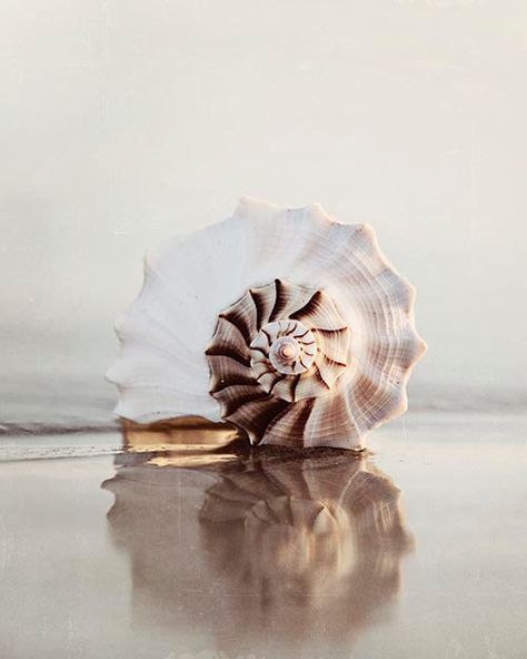 Vertical Seashell Photograph, Beach Photography Decor, Sea Shell Print, Reflection, Sand, Coastal Home Decor, "Reflecting... Mood Photos, Seashells Photography, Beachy Art, Shell Print, Object Photography, Coastal Home Decor, Photography Decor, Water Ripples, Coastal Home