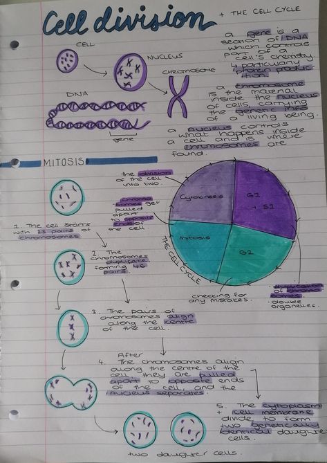 Mitotic Cell Division, Cell Division Notes Aesthetic, Cell Cycle And Cell Division Notes, Cell Division Notes, Division Notes, Cell Cycle And Cell Division, Gcse Notes, Protein Biology, Colourful Notes