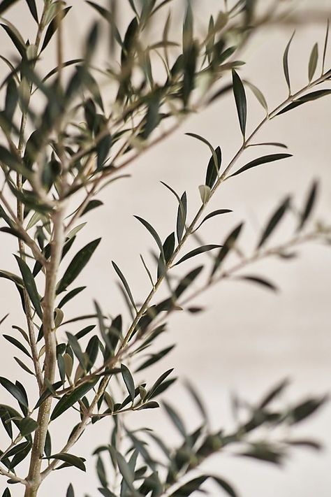 Okive Tree, Tiny Boxwoods Houston, Olive Tree People, Olive Tree Aesthetic, Intensive Planting, Arbequina Olive Tree, Potted Olive Tree, Olive Plant, Planter Cover