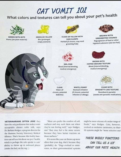 Cat Friendly Medications, Ideas For Kittens, Cats Care Tips, Cat Diet Tips, Kitten Stuff Ideas, Healthy Food For Cats, Cat Health Checklist, How To Take Care Of Cats, Cat Care Routine