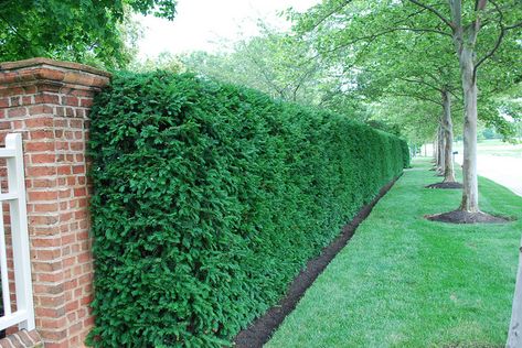 Yew Hedge - Privacy screening for west side of front yard. We are definitely looking forward to these. Yew Hedge, Taxus Baccata, Garden Hedges, Privacy Plants, Natural Fence, Privacy Landscaping, Front Garden Design, Foundation Planting, Fast Growing Trees