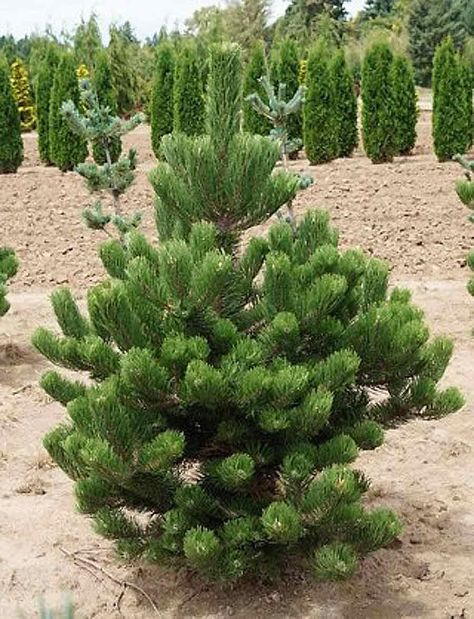 Oregon Green Austrian Pine (Pinus nigra ‘Oregon Green’) avaliable, through Arbor Valley's Plant Encyclopedia Resources. Austrian Pine, Garden Companion Planting, Plant Encyclopedia, Soil Conditioner, Black Pine, Wind Sculptures, Plant Guide, Backyard Paradise, Garden Nursery