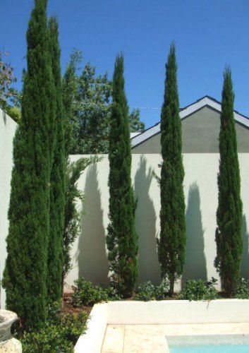 Glauca Pencil Pine Pencil Pine, Tree Landscaping, Outdoor Chalkboard, Privacy Ideas, Italian Cypress, Cheap Landscaping Ideas, Cupressus Sempervirens, Pretty Homes, Green Fence