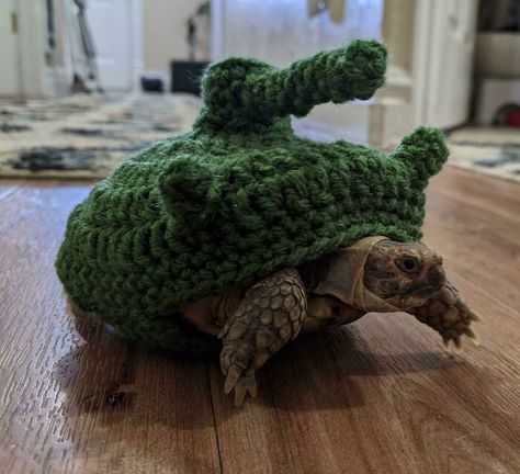 Turtle Sweaters, Baby Tortoise, Tortoise Habitat, Baby Sea Turtles, Tank Sweater, Pet Turtle, Box Turtle, Turtle Tank, Tortoise Turtle