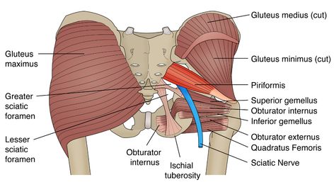 Clamshell Exercise, Sciatica Stretches, Healing Body, Piriformis Muscle, Piriformis Syndrome, Pinched Nerve, Tight Hip Flexors, Psoas Muscle, Sciatic Nerve Pain