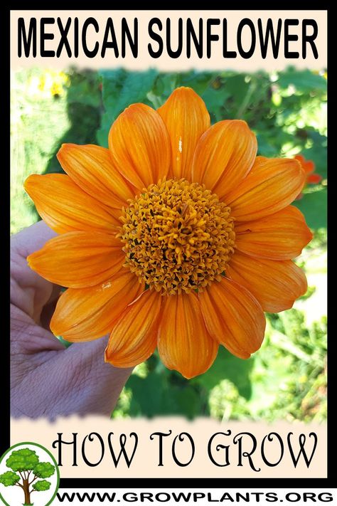 Tithonia Rotundifolia, Mexican Sunflower, Growing Sunflowers, Plant Tips, Outside Plants, Planting Sunflowers, Easy Plants To Grow, Gardening Zones, Hanging Flower Baskets