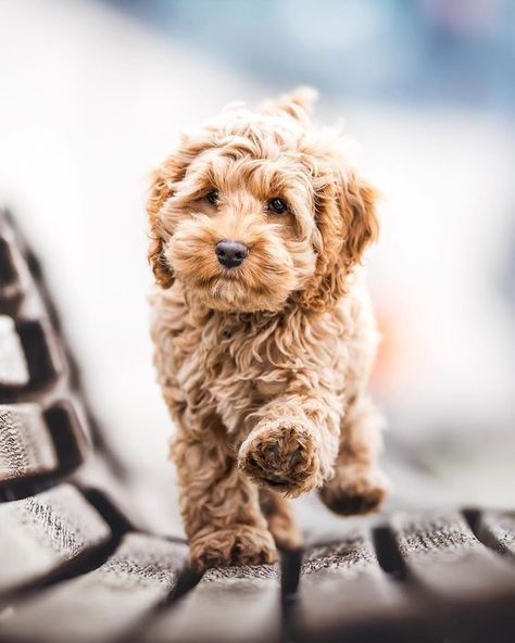 Labradoodle Temperament - How to Choose The Right Temperament - Labradoodles & Dogs Phteven Dog, Bloodhound Dogs, Reservoir Dogs, Super Cute Puppies, Fluffy Dogs, Cute Dogs And Puppies, Cute Animal Pictures, Labradoodle, Baby Dogs