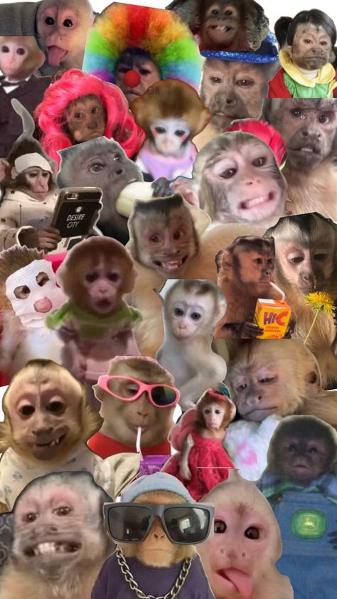 Cute Monkey Pictures, Monkey Wallpaper, Monkey Pictures, Monkeys Funny, Funny Profile, Cute Monkey, Funny Wallpaper, Baby Monkey, The Fam